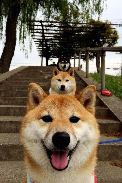 印第安纳风暴席卷新奥尔良!哈利伯顿导演季后赛级攻防,鹈鹕主场沦陷记